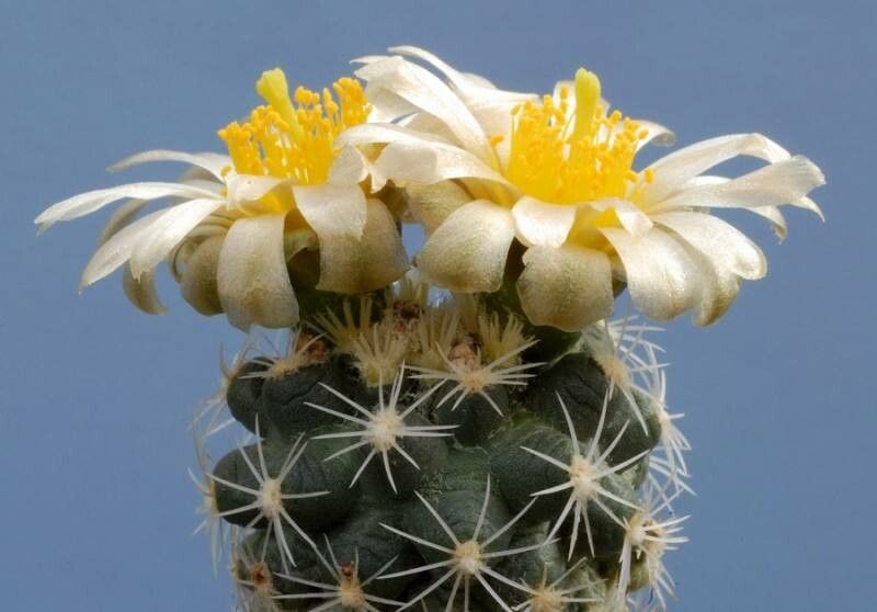 Pediocactus bradyi flower