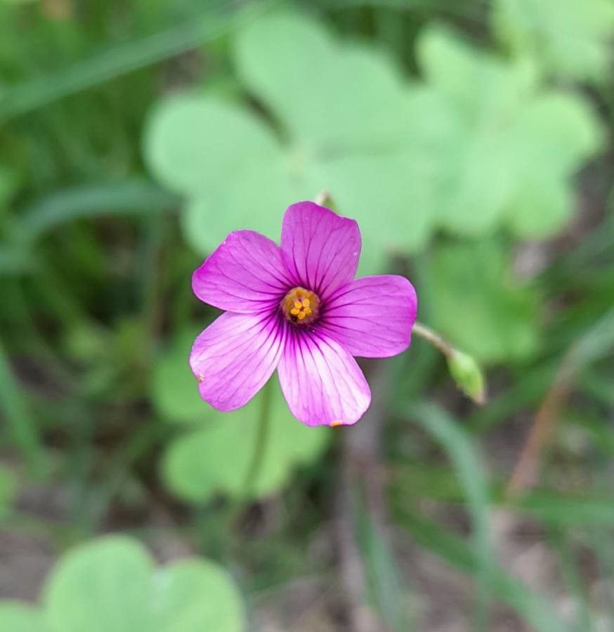 Oxalis hispidula flower