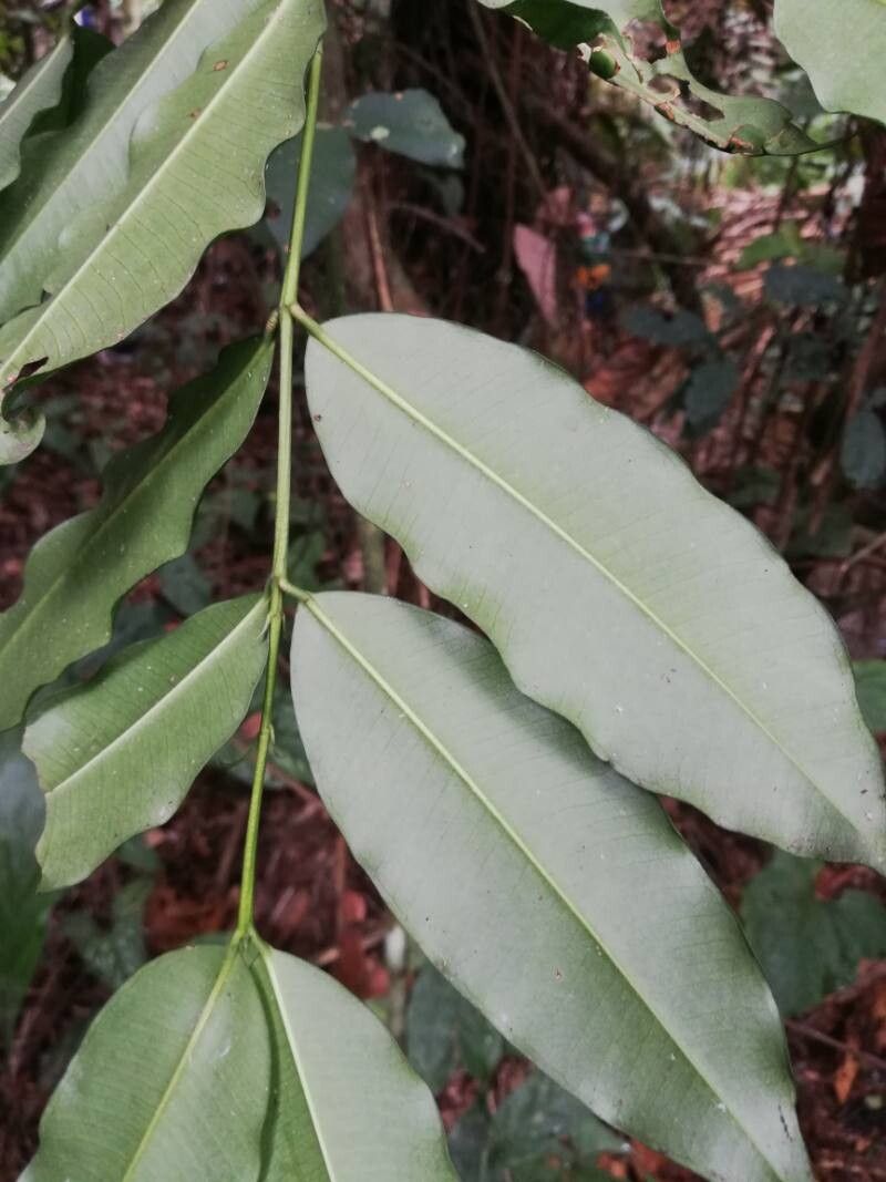 Garcinia punctata — houseplant care guide