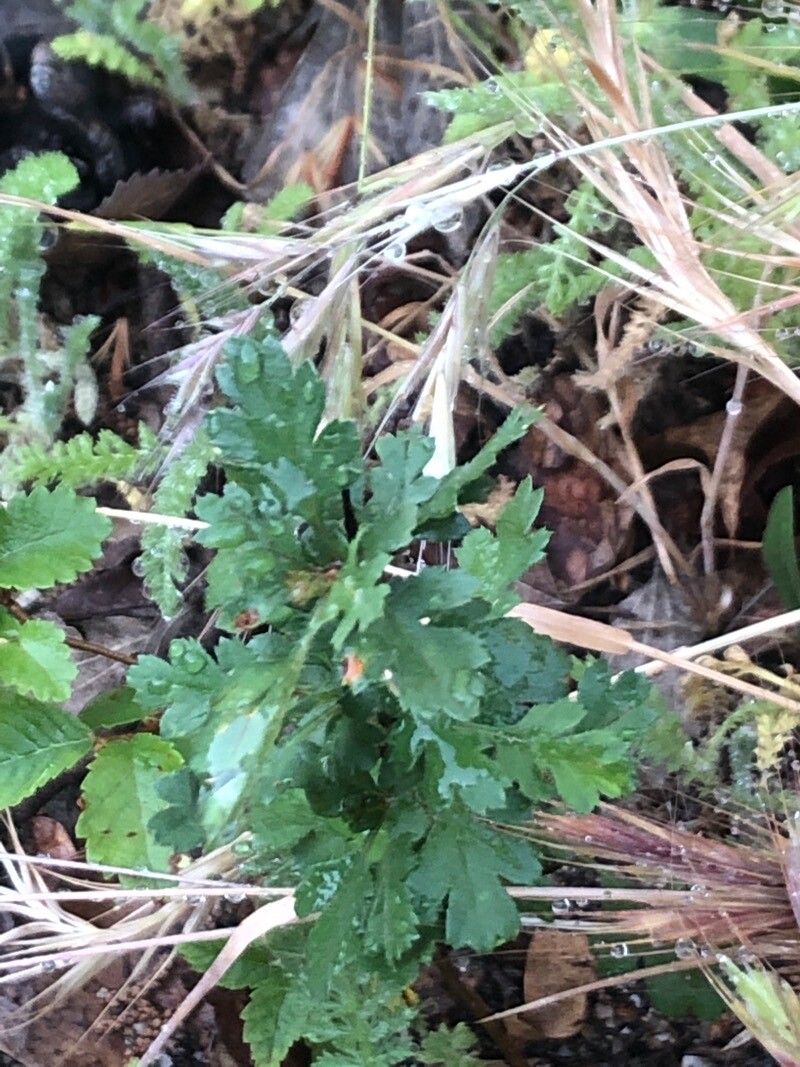 Euryops chrysanthemoides leaf