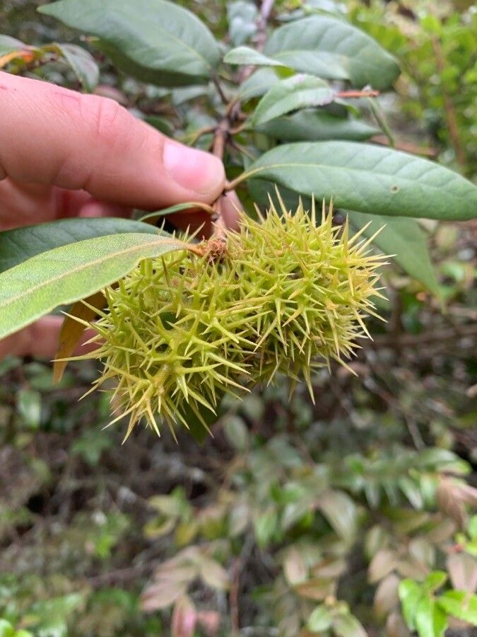 Chrysolepis chrysophylla fruit