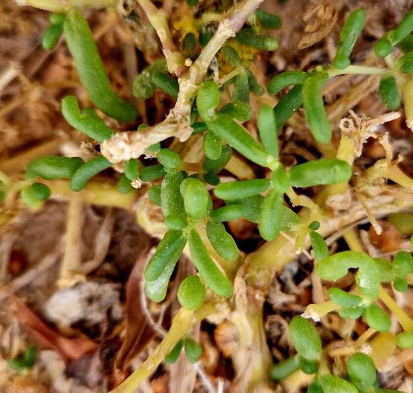 Zygophyllum simplex leaf