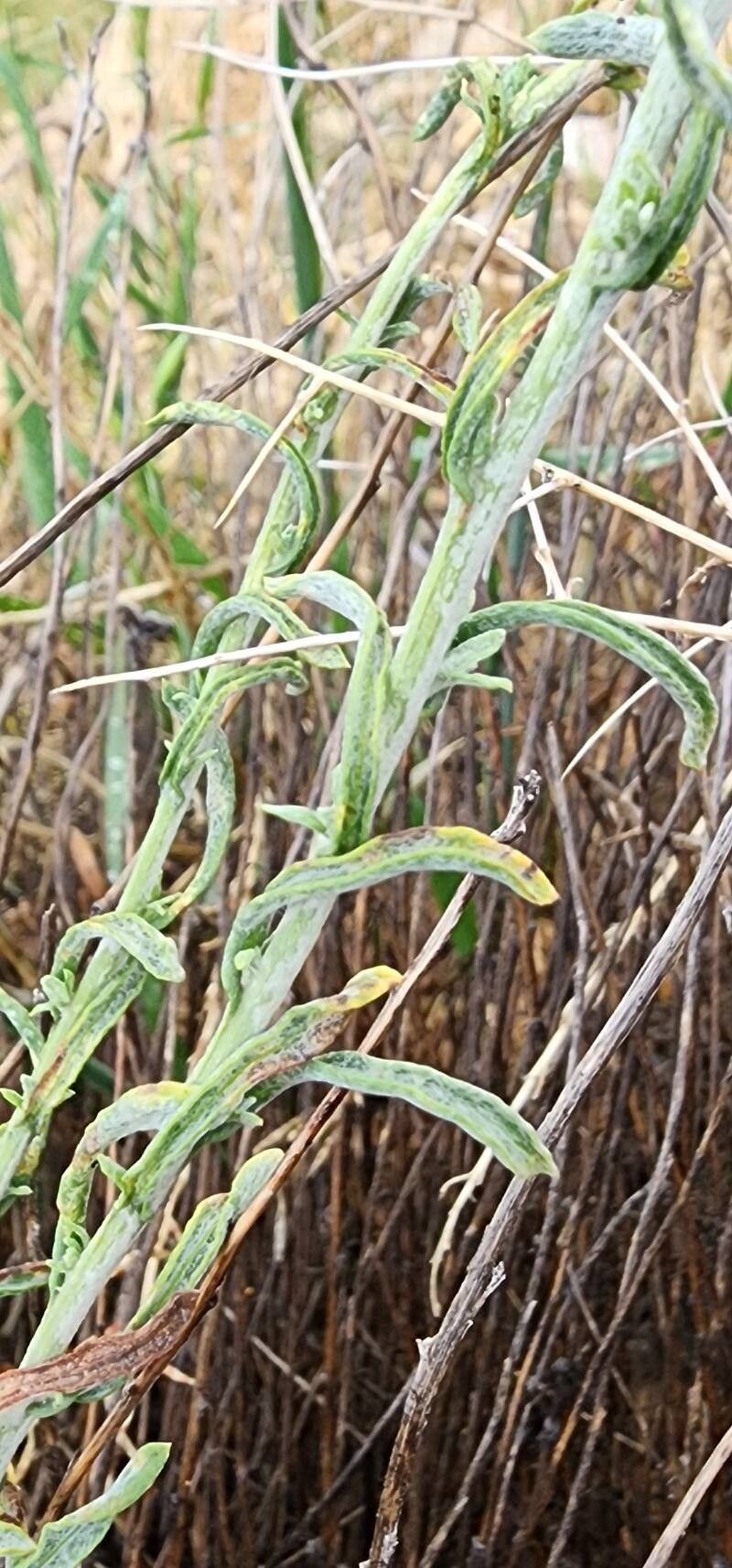 Helichrysum globiferum — search result for 'Helichrysum'