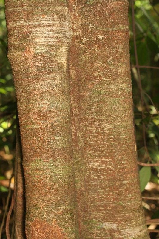 Inga nouragensis bark