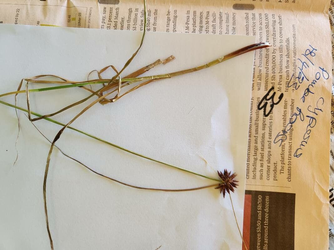 Cyperus pseudovestitus — houseplant care guide
