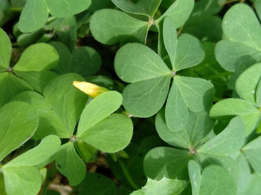 Oxalis fontana — search result for 'Oxalidaceae'