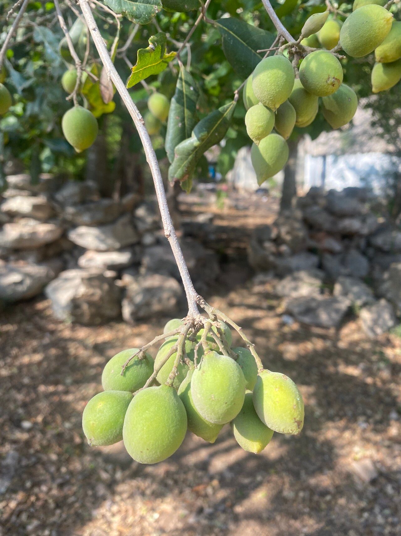 Melicoccus oliviformis fruit