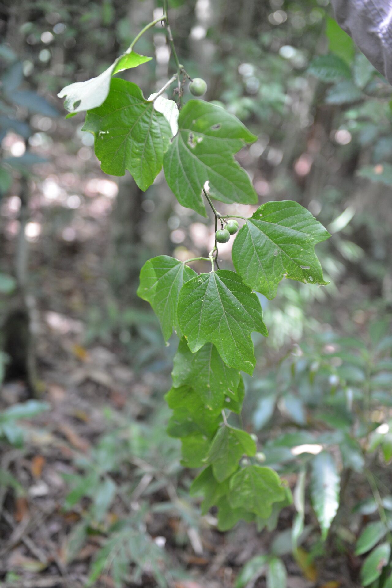 Passiflora holosericea — houseplant care guide