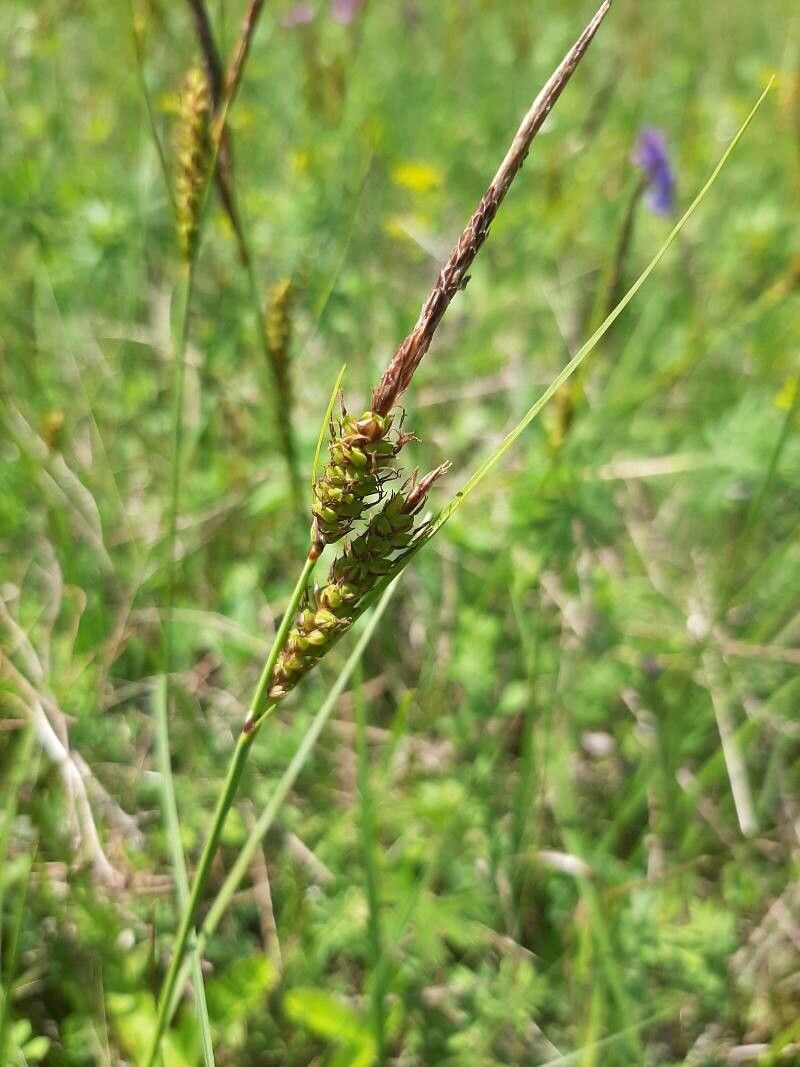 Carex lasiocarpa fruit