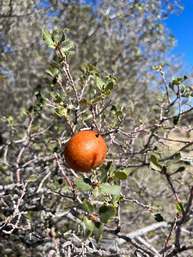Quercus berberidifolia fruit