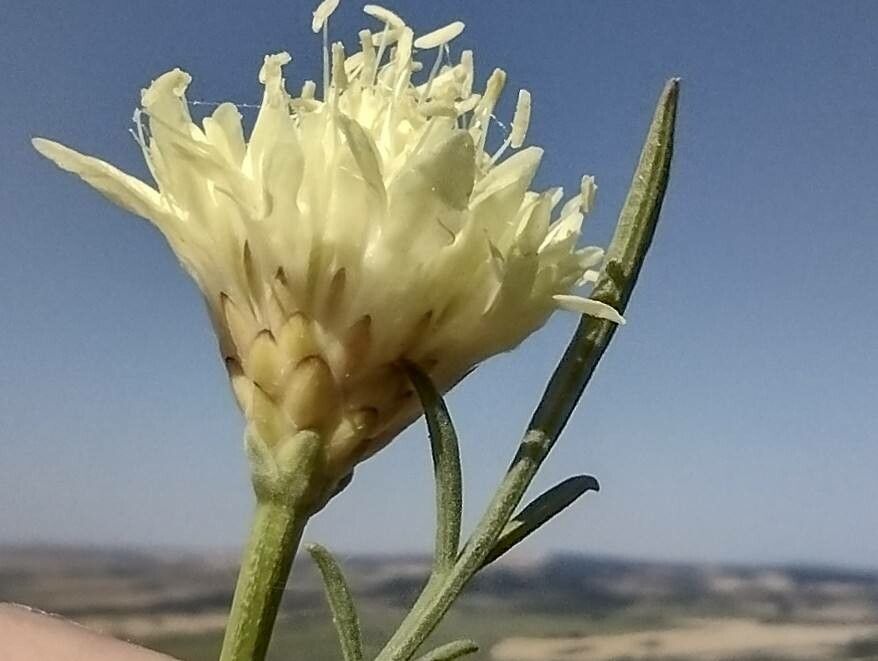 Cephalaria laevigata flower