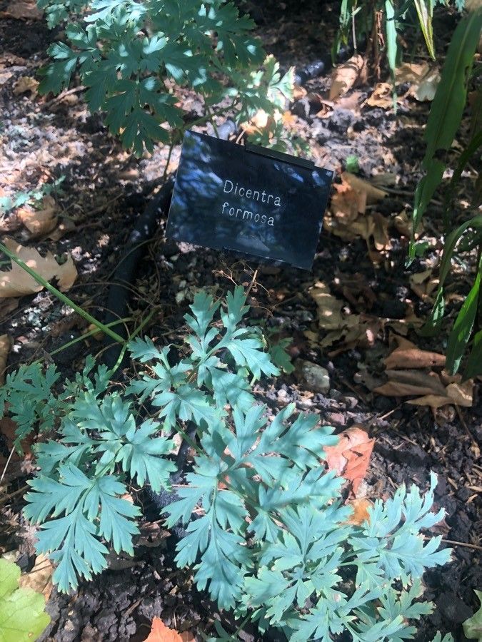 Dicentra formosa leaf