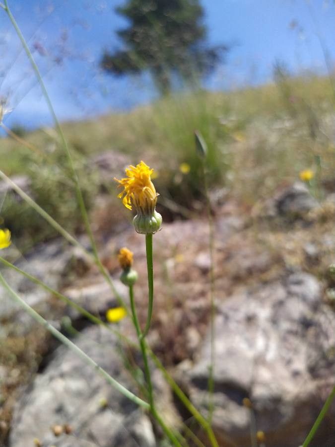 Crepis dioscoridis flower