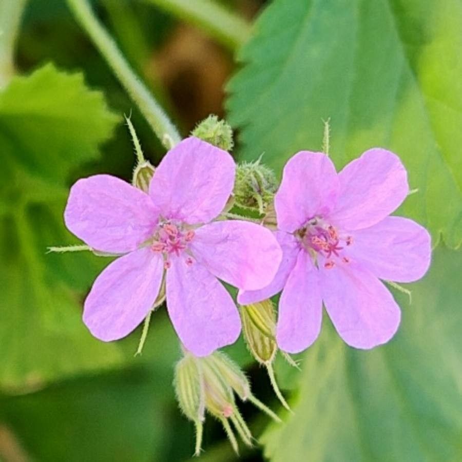 Erodium chium flower