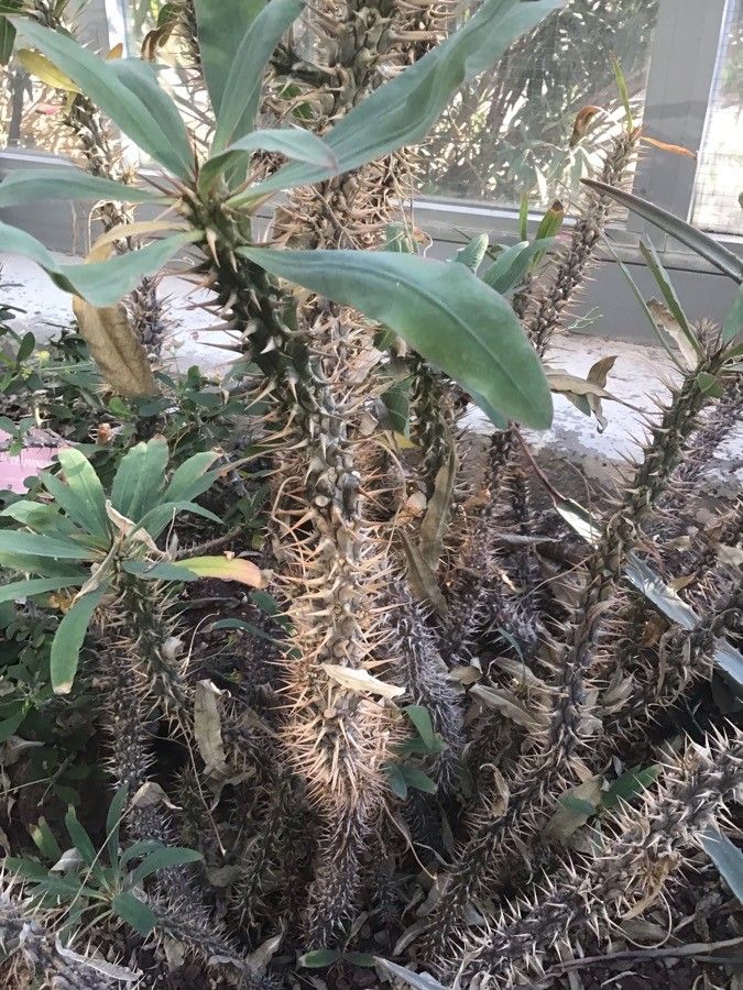 Euphorbia didiereoides bark