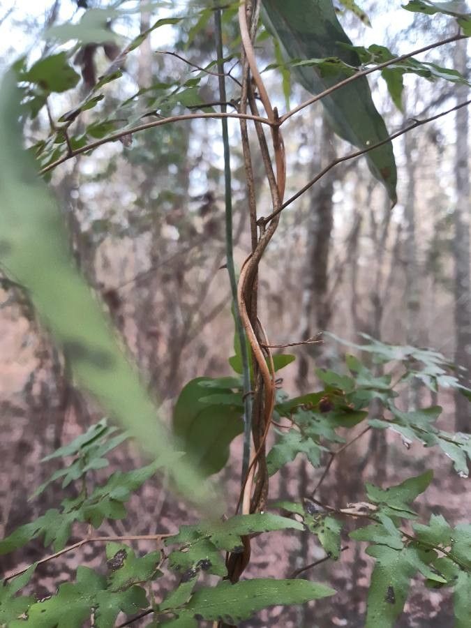 Lygodium palmatum bark