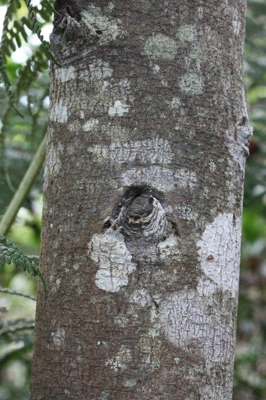 Dombeya elegans bark