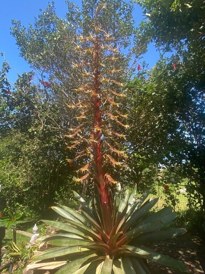 Vriesea imperialis flower