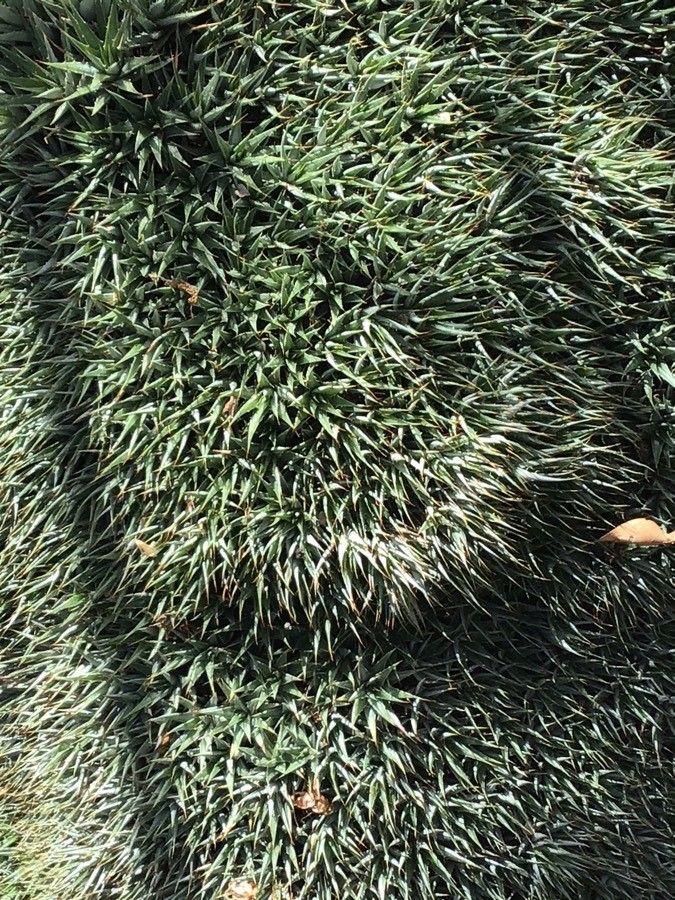 Deuterocohnia lorentziana — houseplant care guide