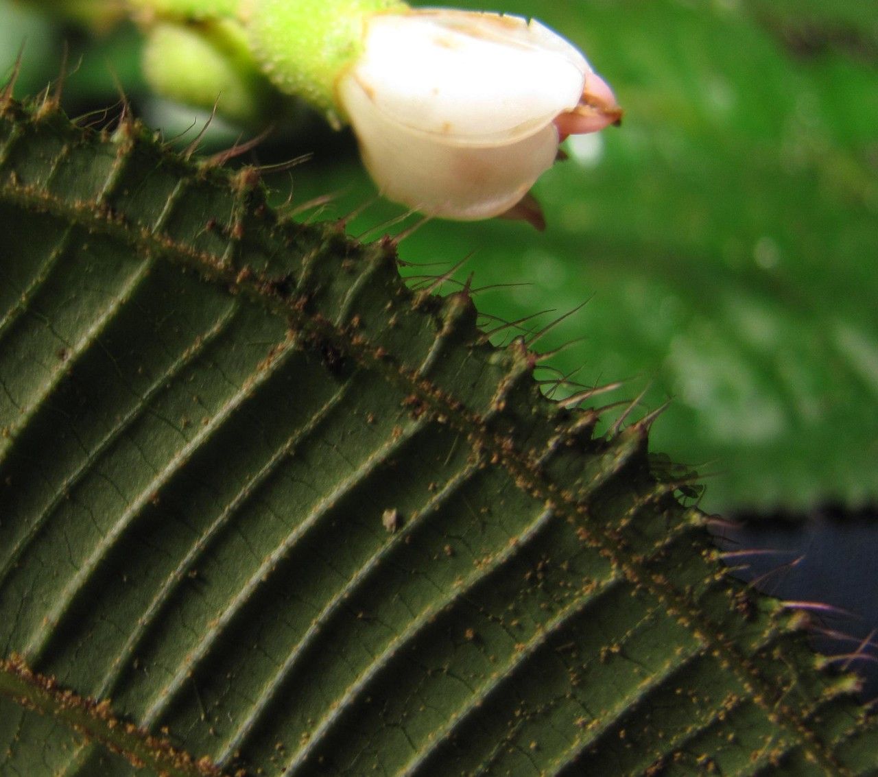 Miconia desmantha fruit