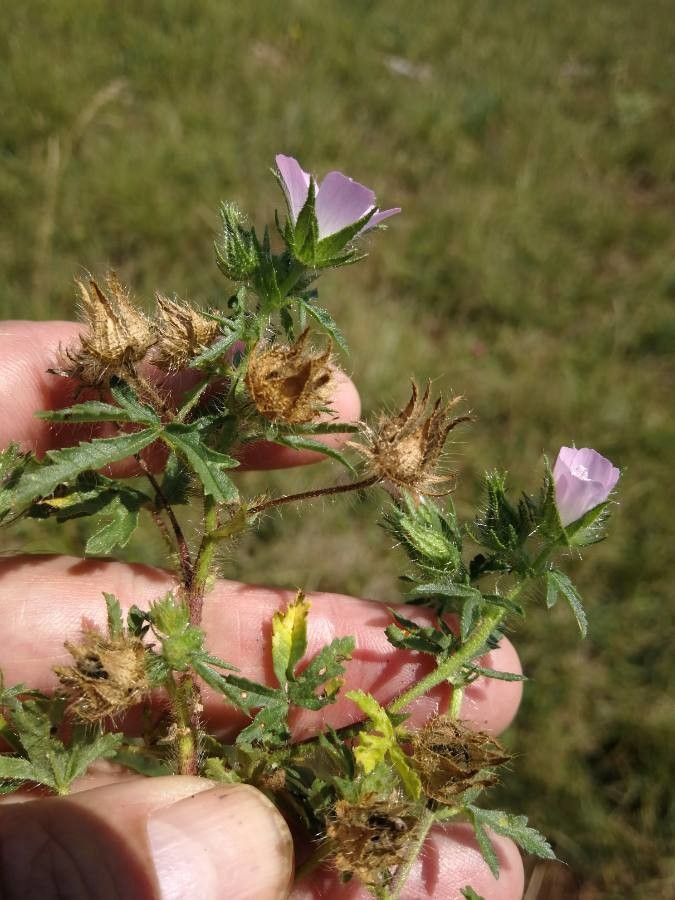 Althaea hirsuta habit