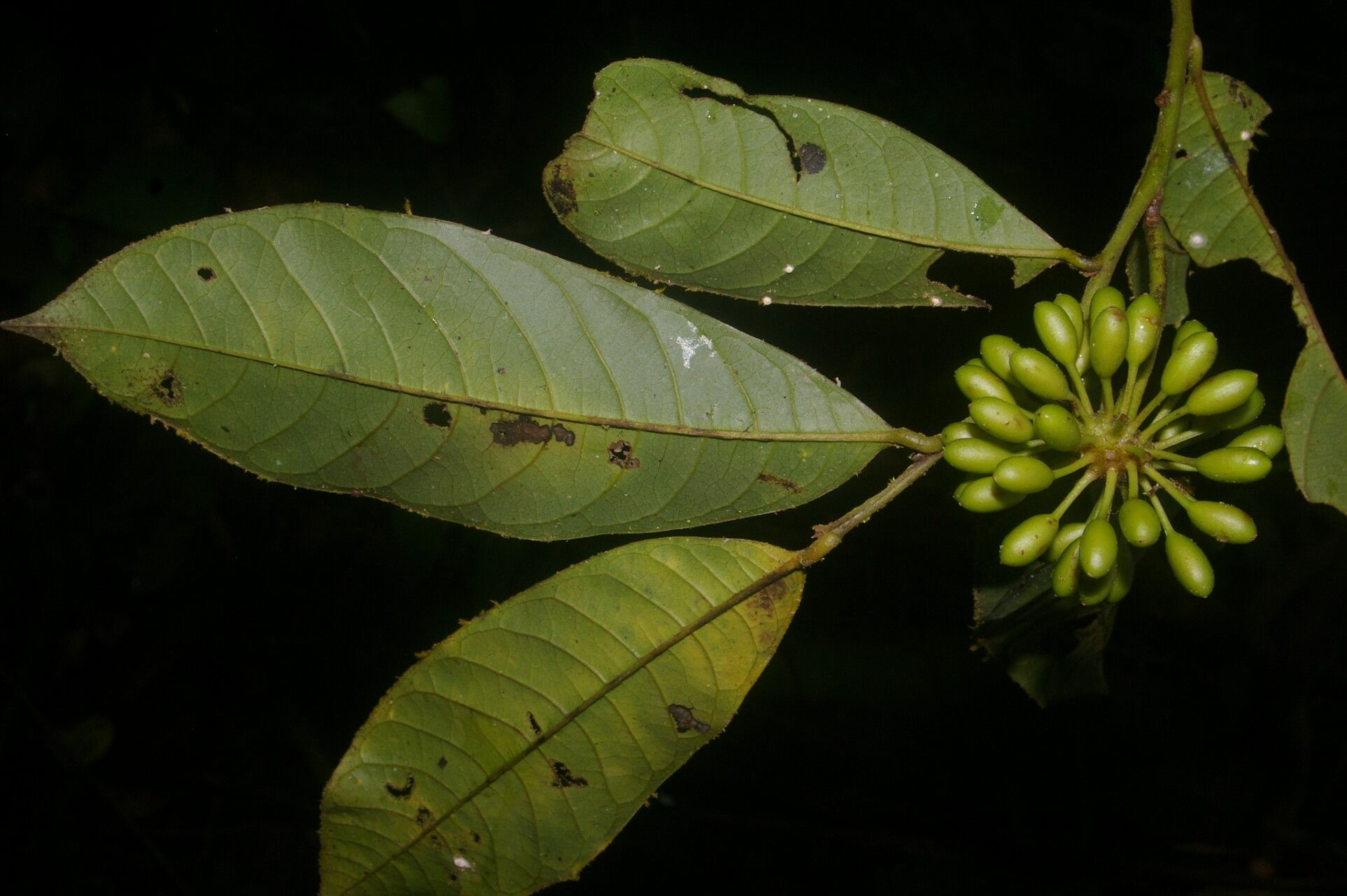 Guatteria panamensis fruit
