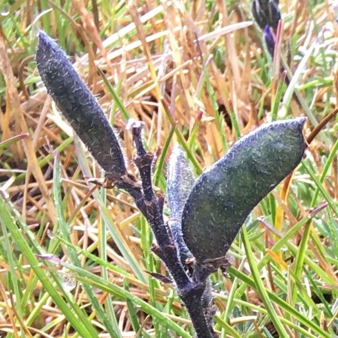 Lupinus colombiensis fruit