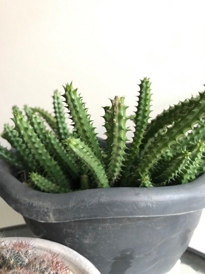 Huernia schneideriana other