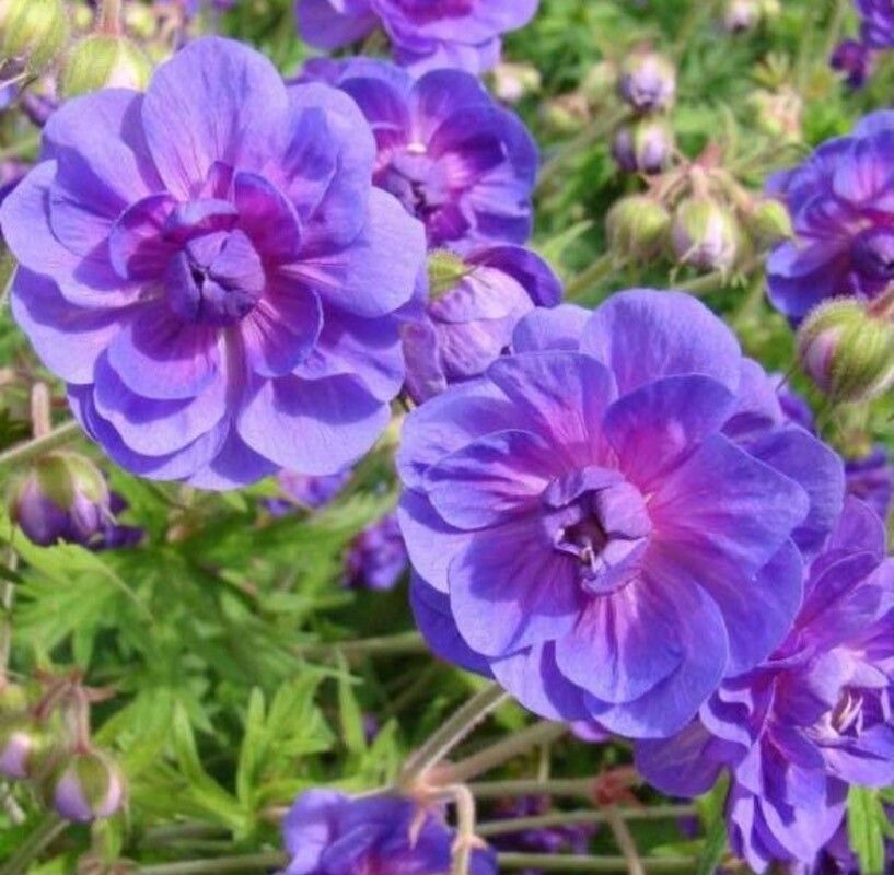 Geranium himalayense flower