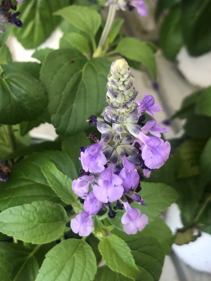 Salvia longispicata flower