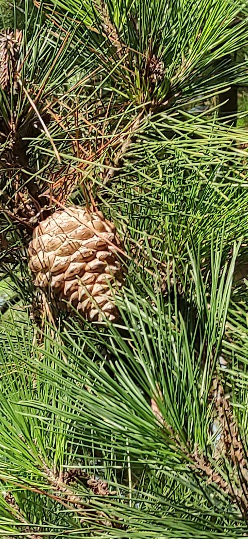 Pinus radiata fruit