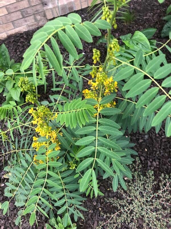 Senna hebecarpa flower