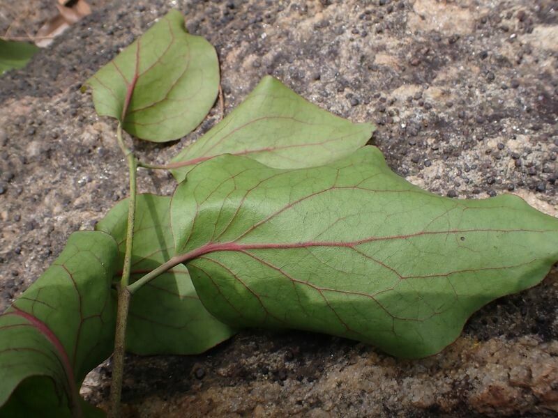 Tapinanthus ogowensis — houseplant care guide