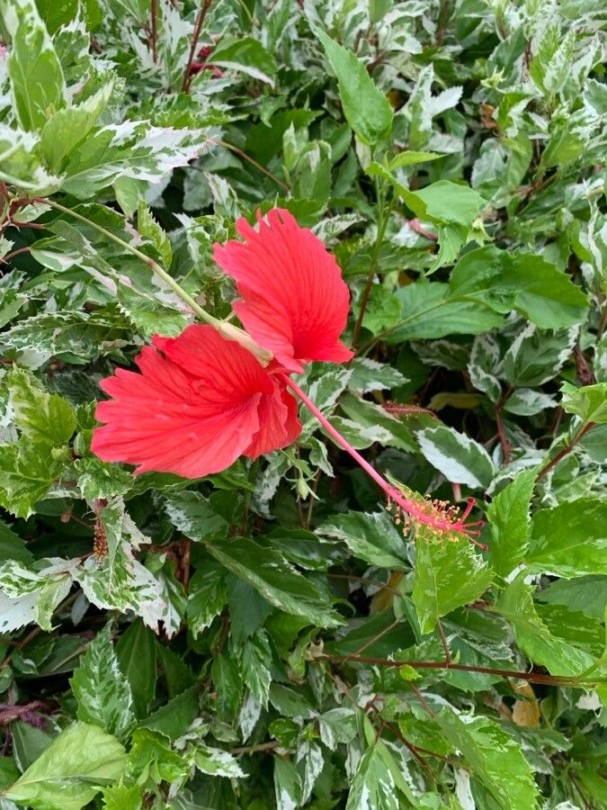 Hibiscus radiatus flower