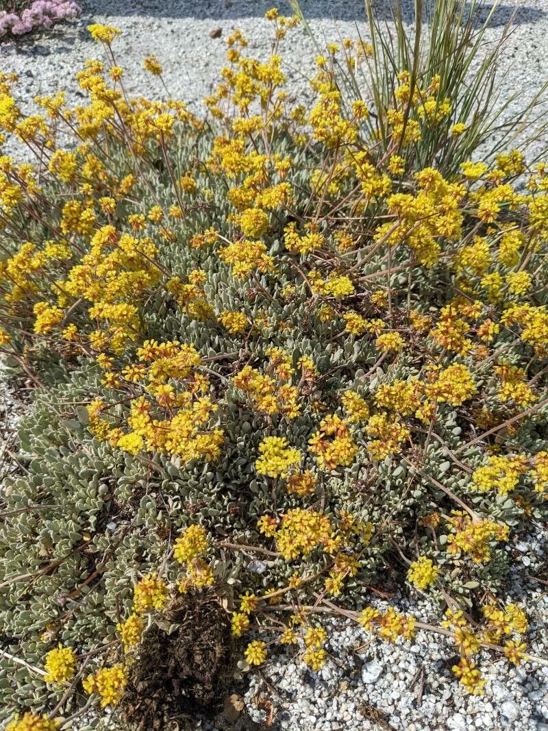 Eriogonum incanum flower