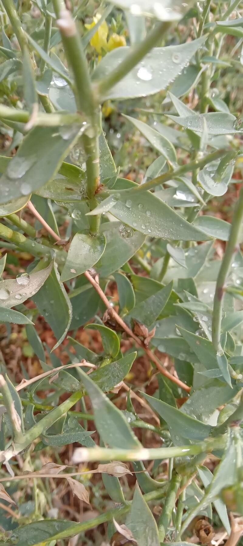 Linaria dalmatica — search result for 'Linaria'