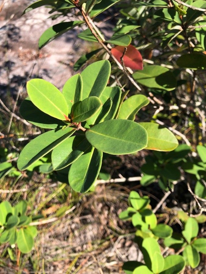 Cratoxylum glaucum other