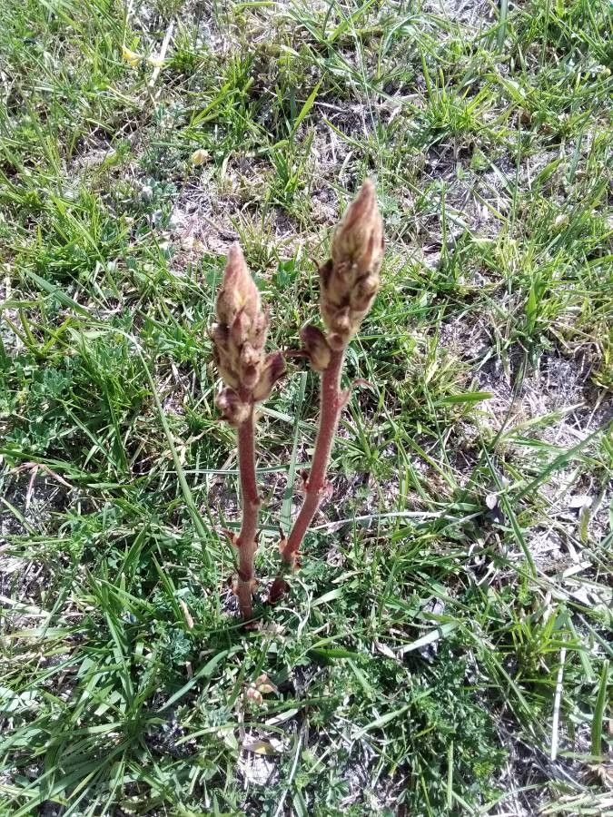 Orobanche alba flower