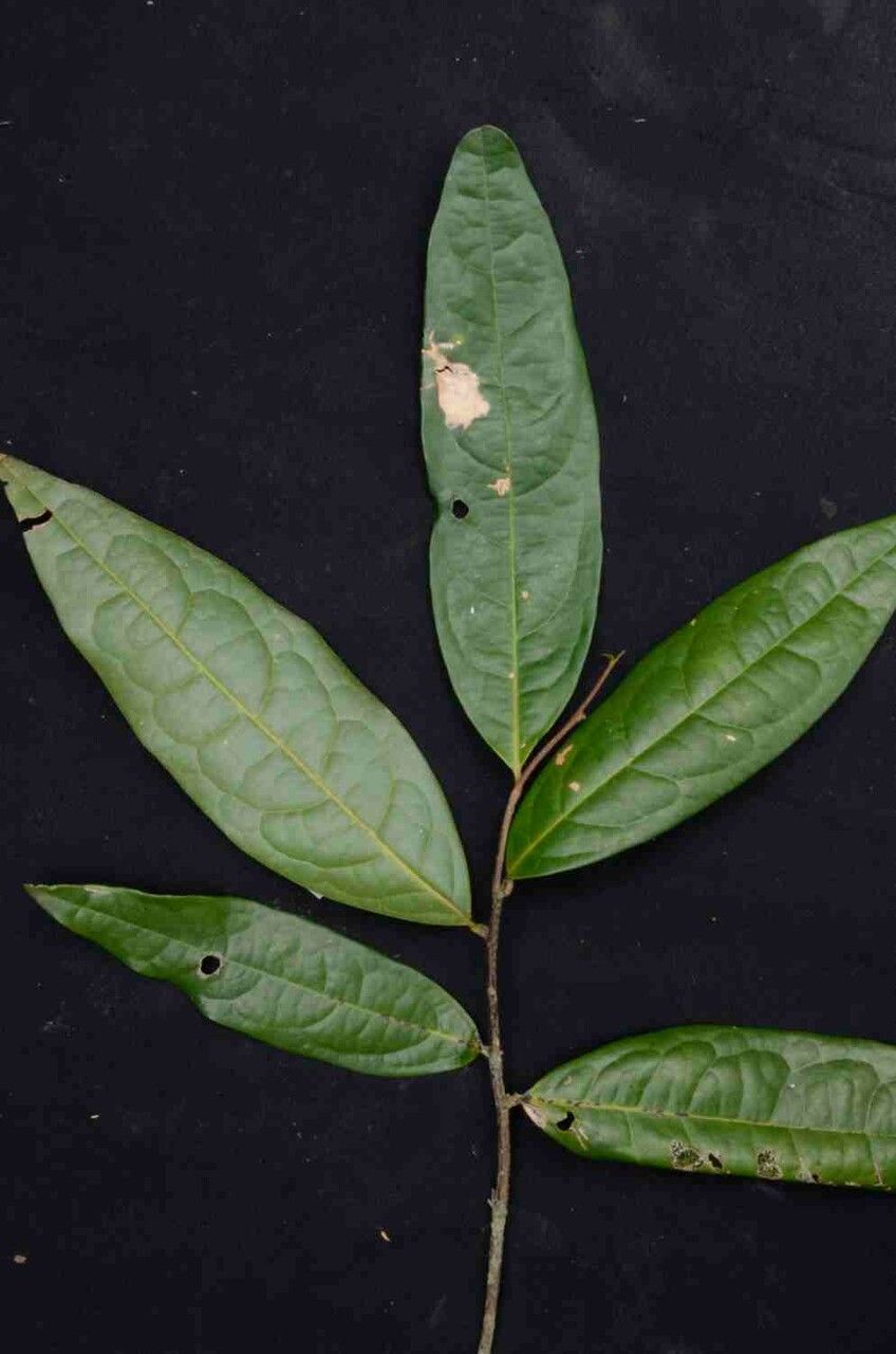 Duguetia sessilis — houseplant care guide