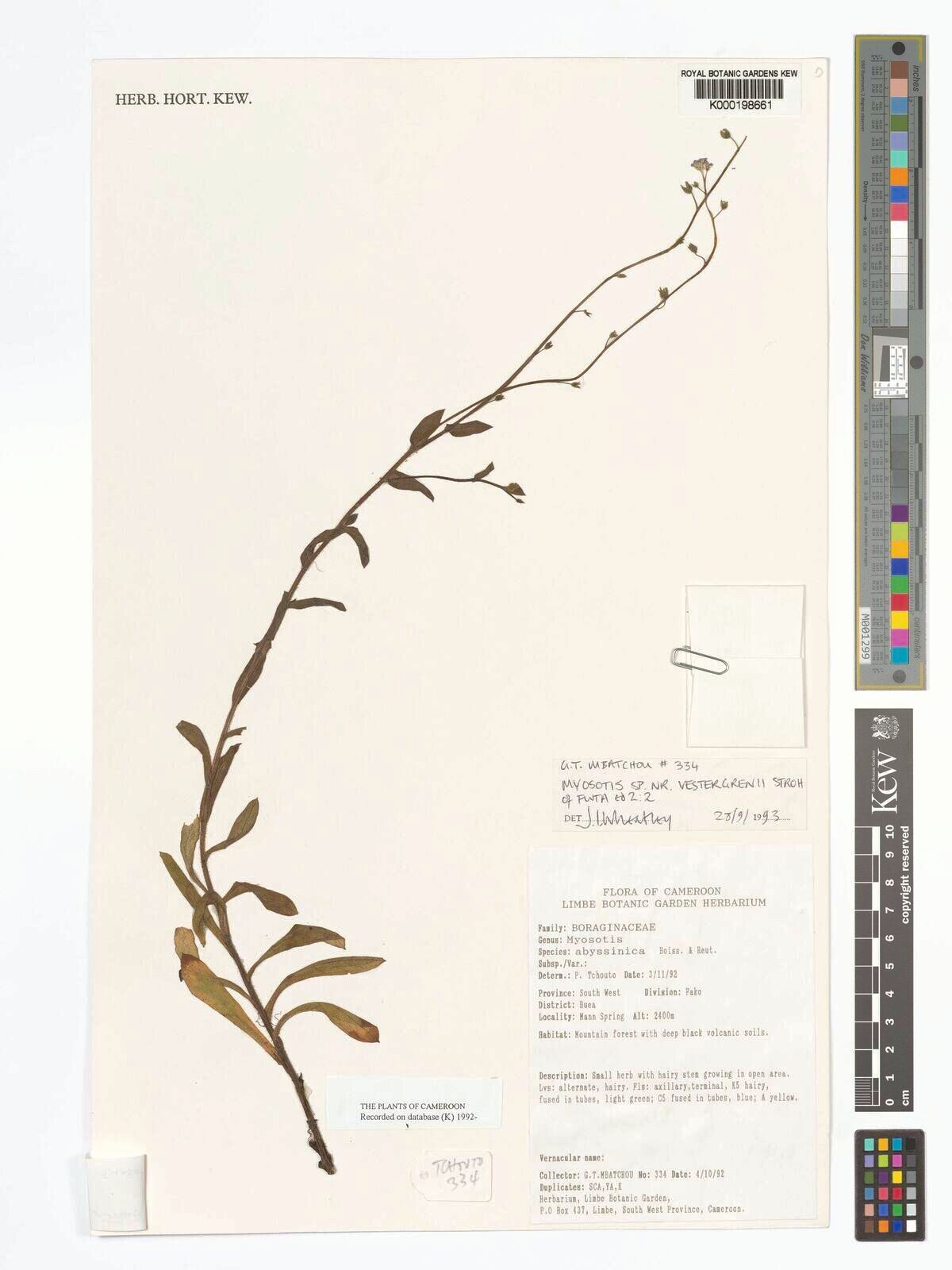 Myosotis cameroonensis — houseplant care guide