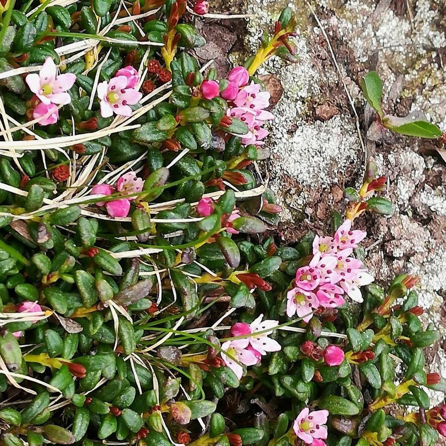 Kalmia procumbens leaf