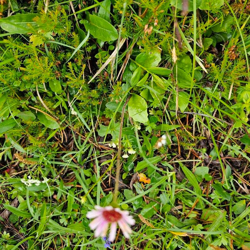 Aster bellidiastrum — houseplant care guide