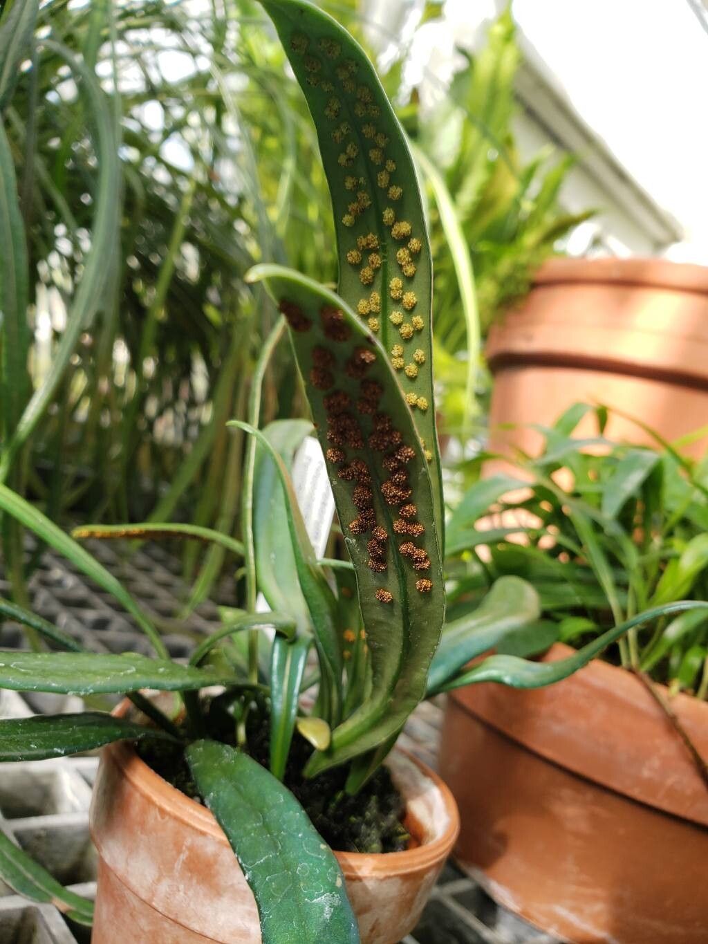 Microsorum thailandicum fruit