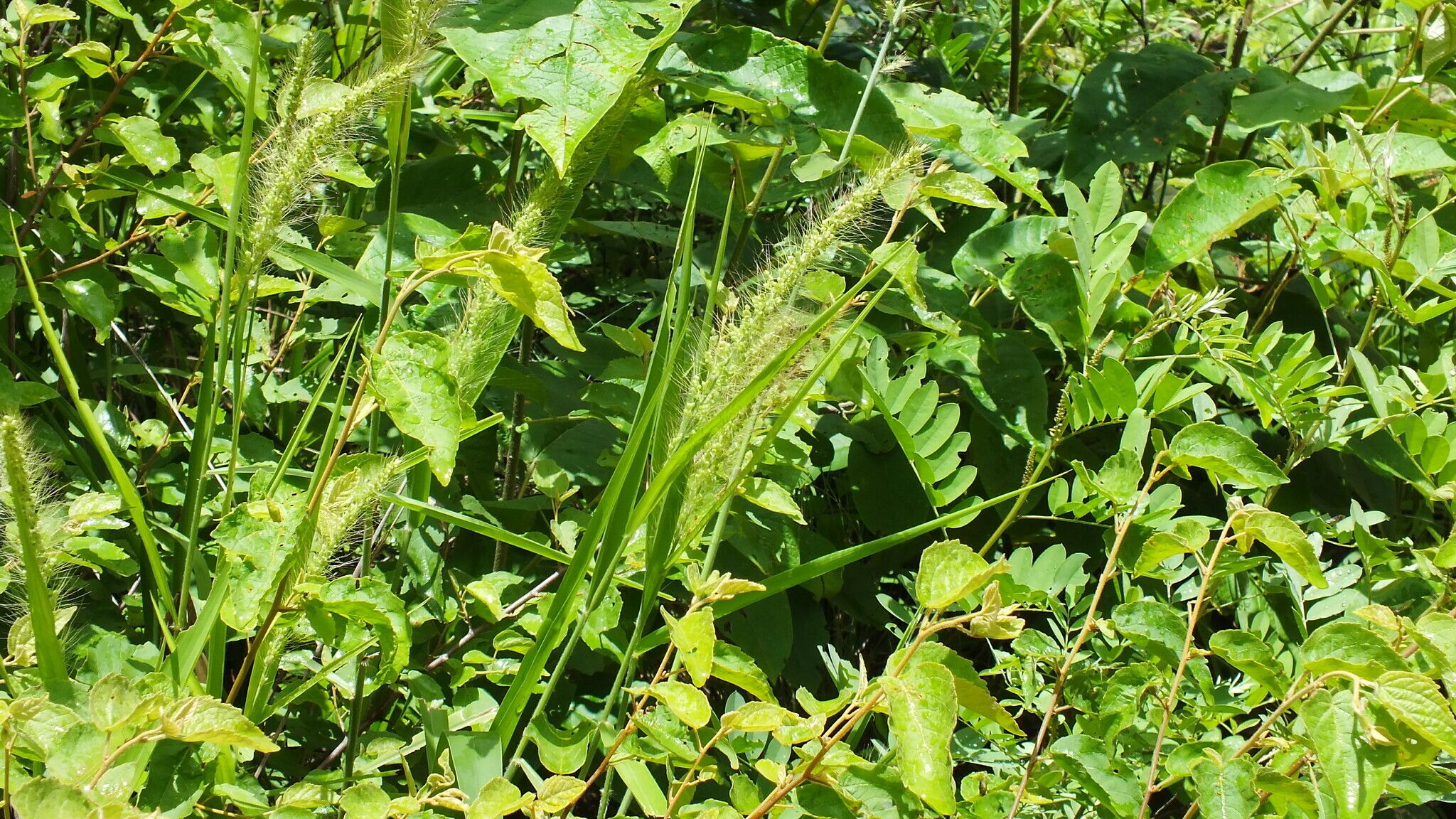 Setaria scabrifolia habit