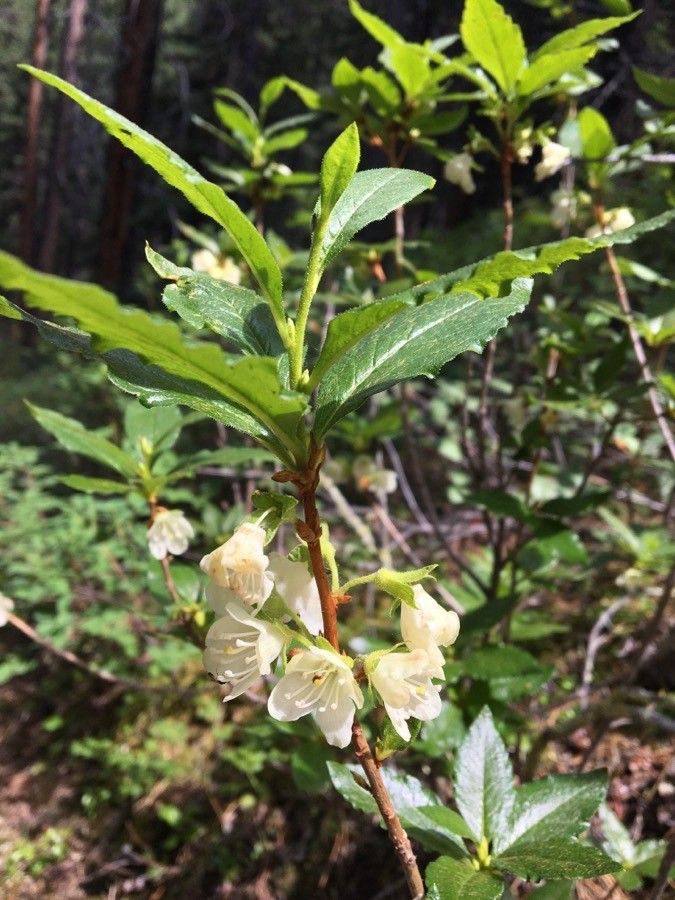 Rhododendron albiflorum — search result for 'Rhododendron'