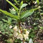 Rhododendron albiflorum