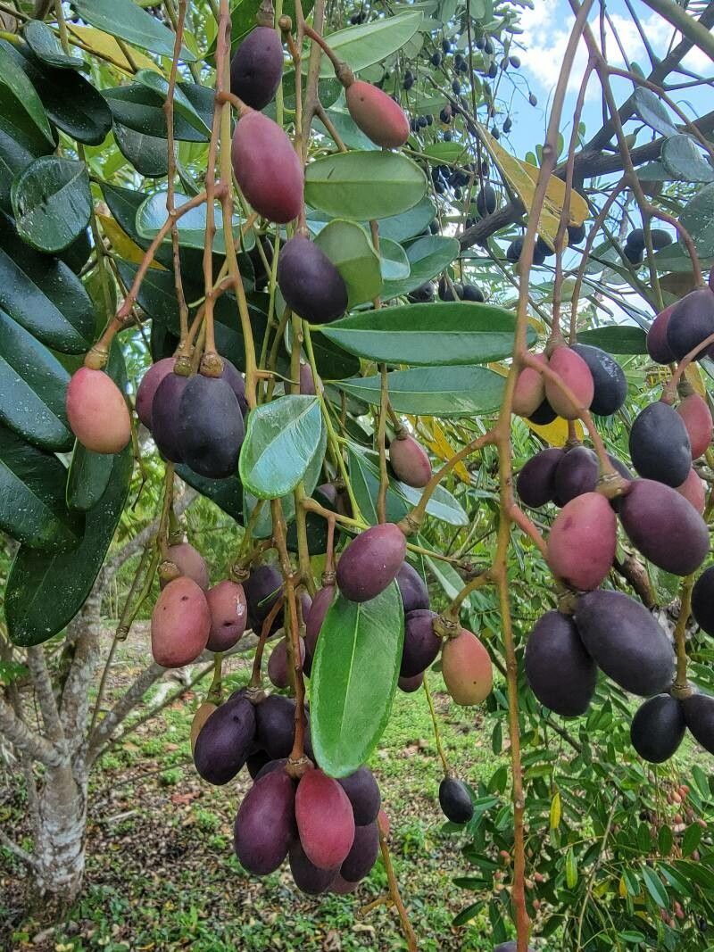 Simarouba amara fruit