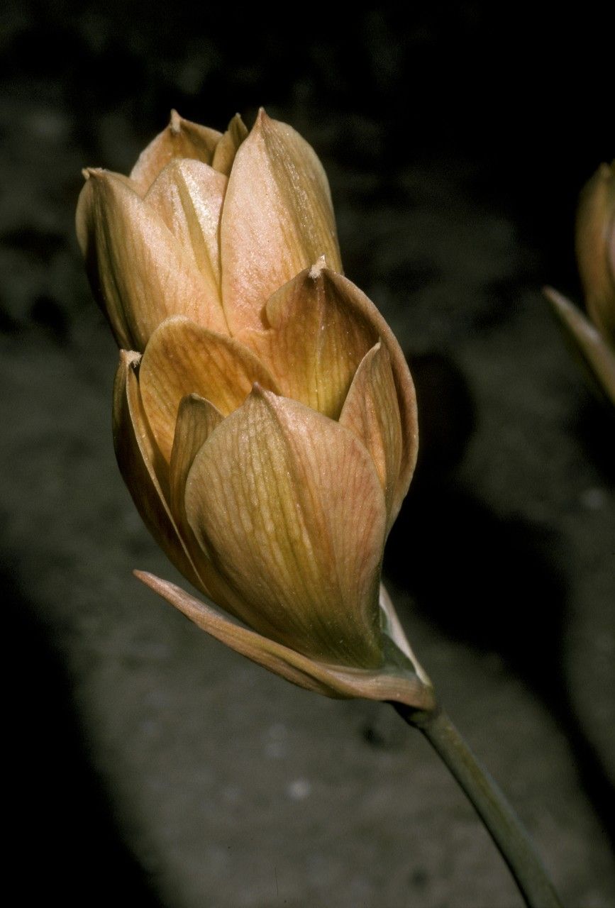 Zephyranthes elwesii — houseplant care guide