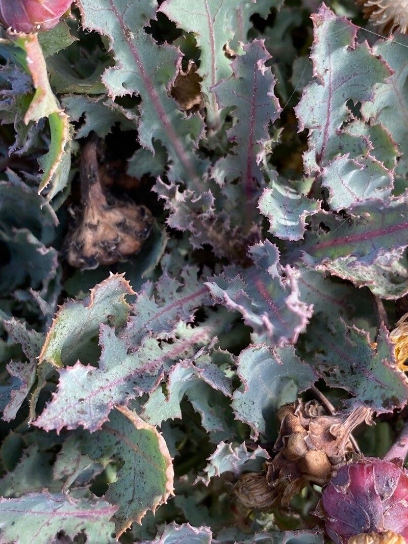 Reichardia ligulata — search result for 'Canary Islands'