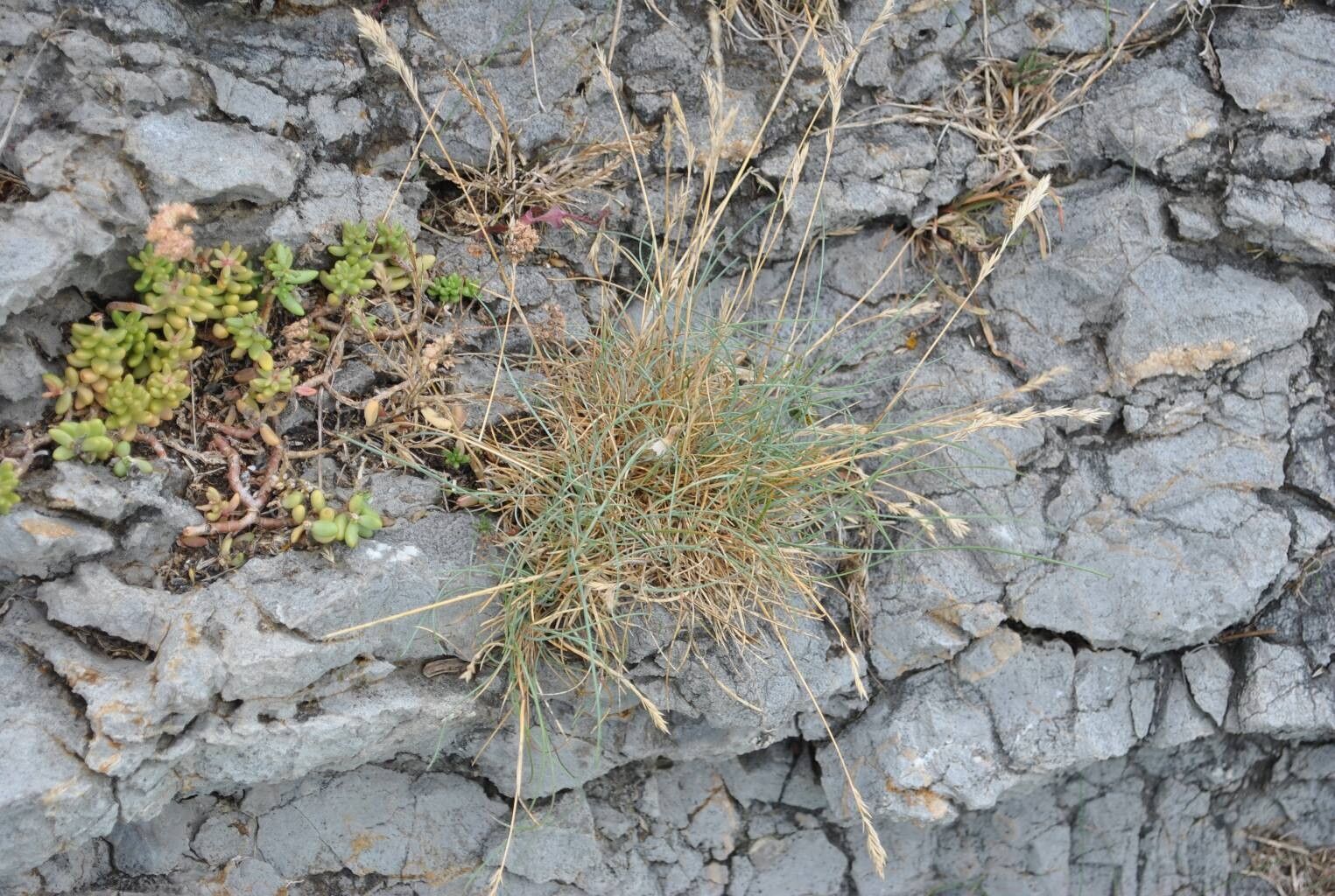 Festuca pallens flower